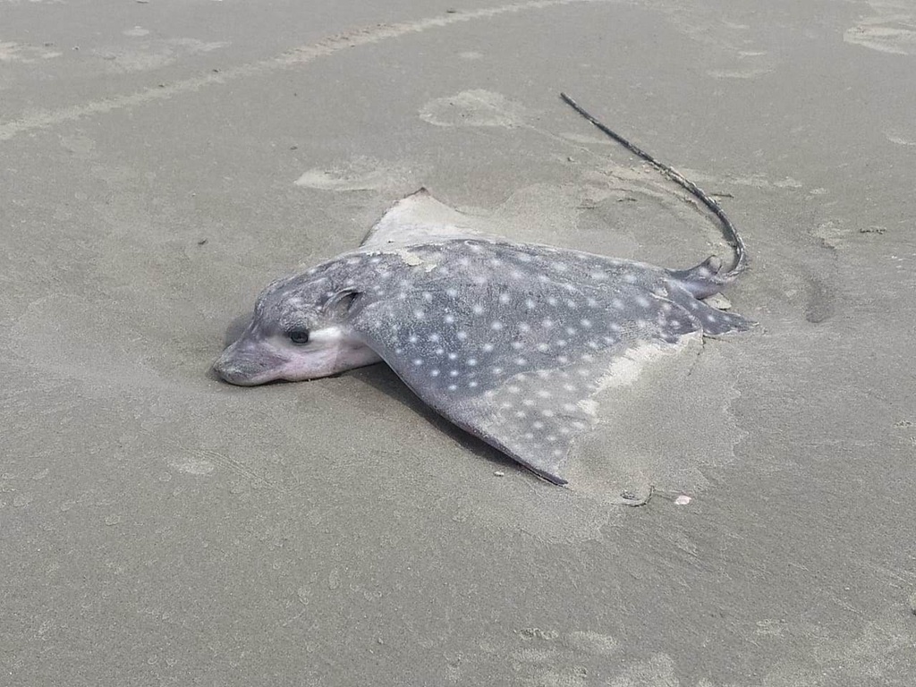 Spotted Eagle Ray