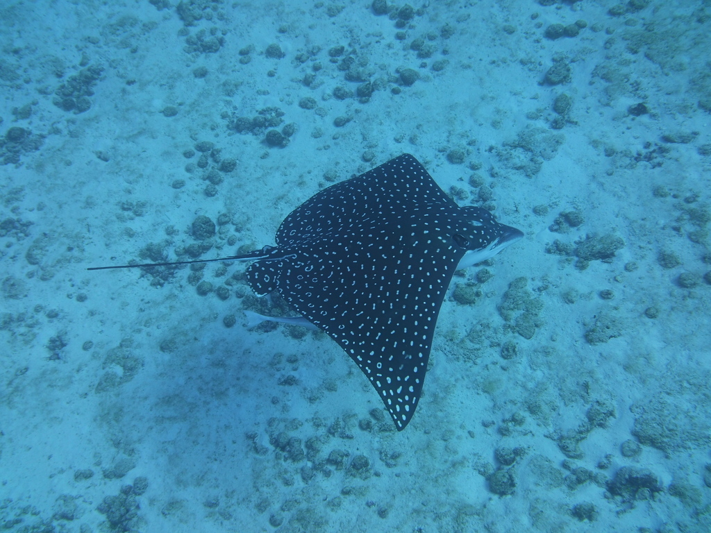 Spotted Eagle Ray