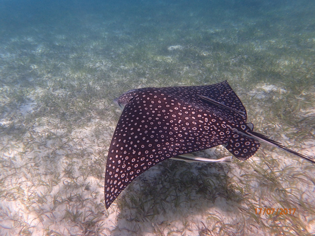 Spotted Eagle Ray
