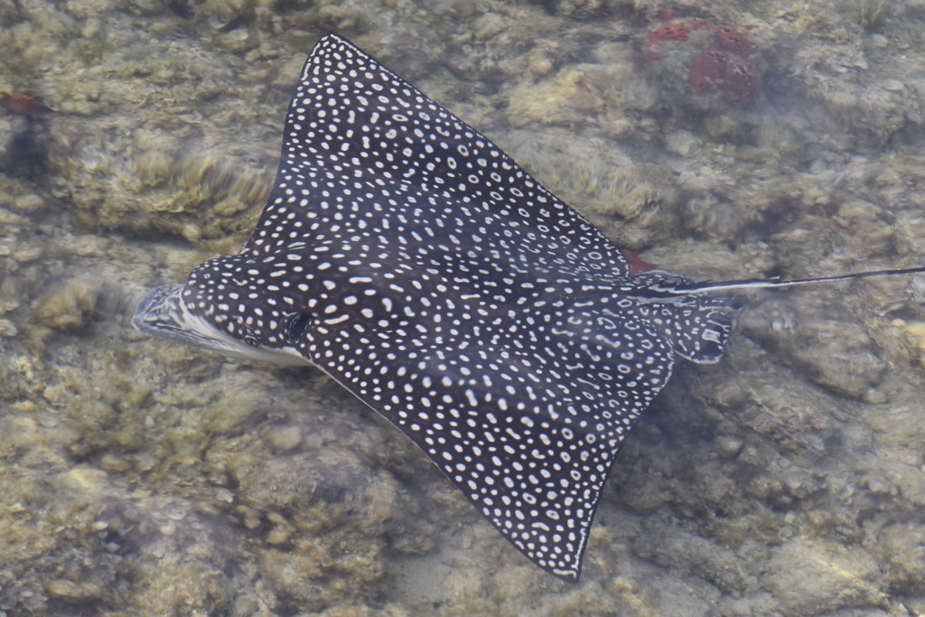 Spotted Eagle Ray