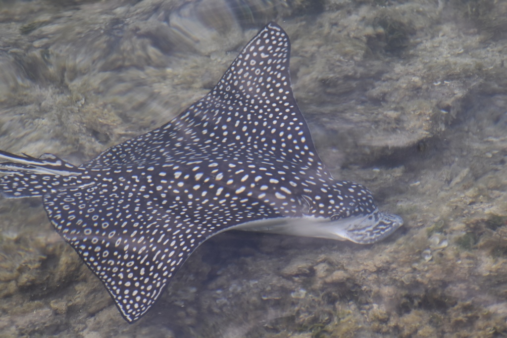 Spotted Eagle Ray