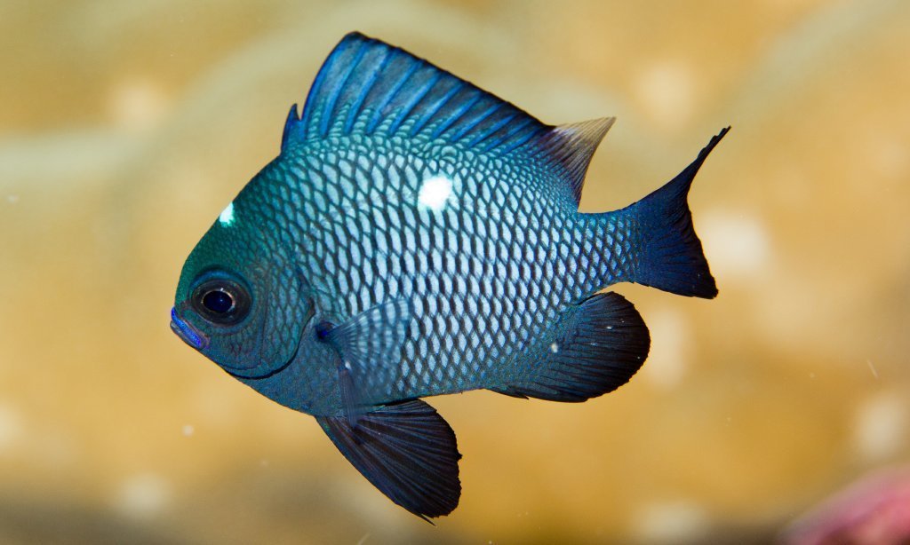 Three-spot Dascyllus