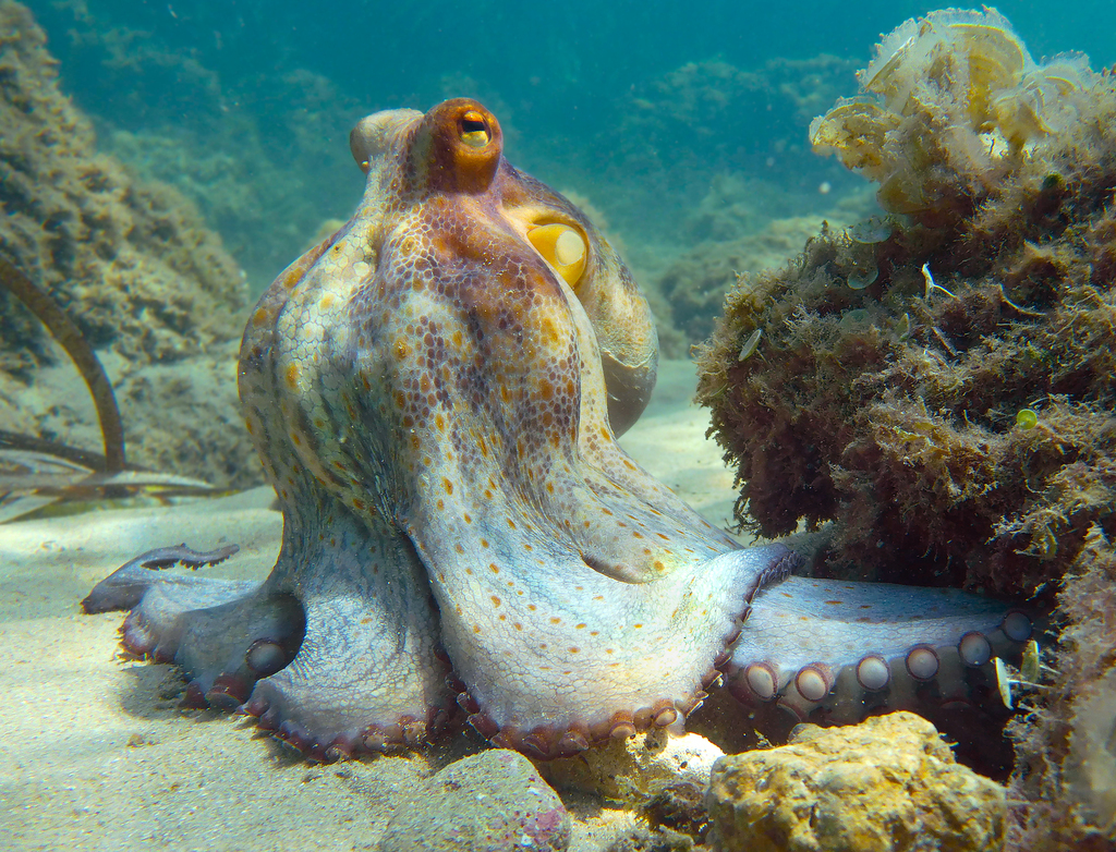 Common Octopus
