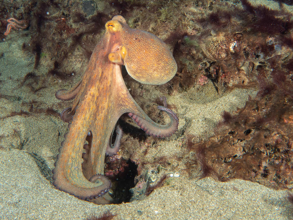 Common Octopus
