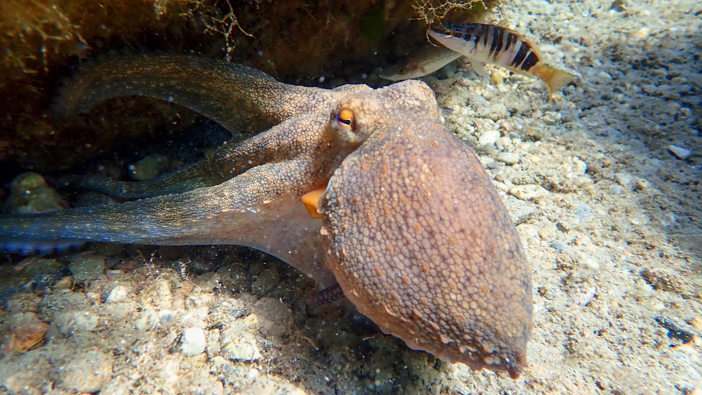 Common Octopus