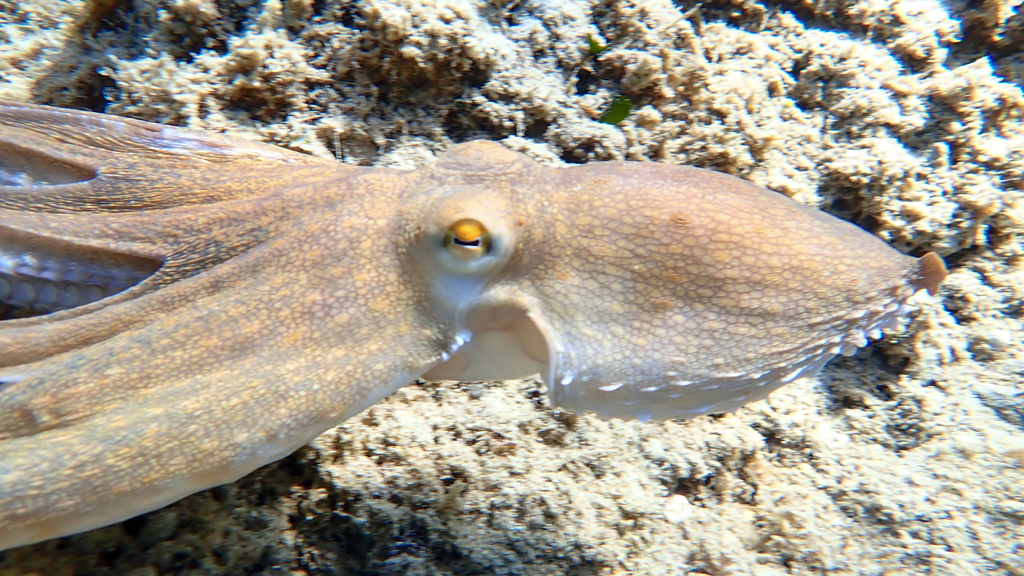 Common Octopus
