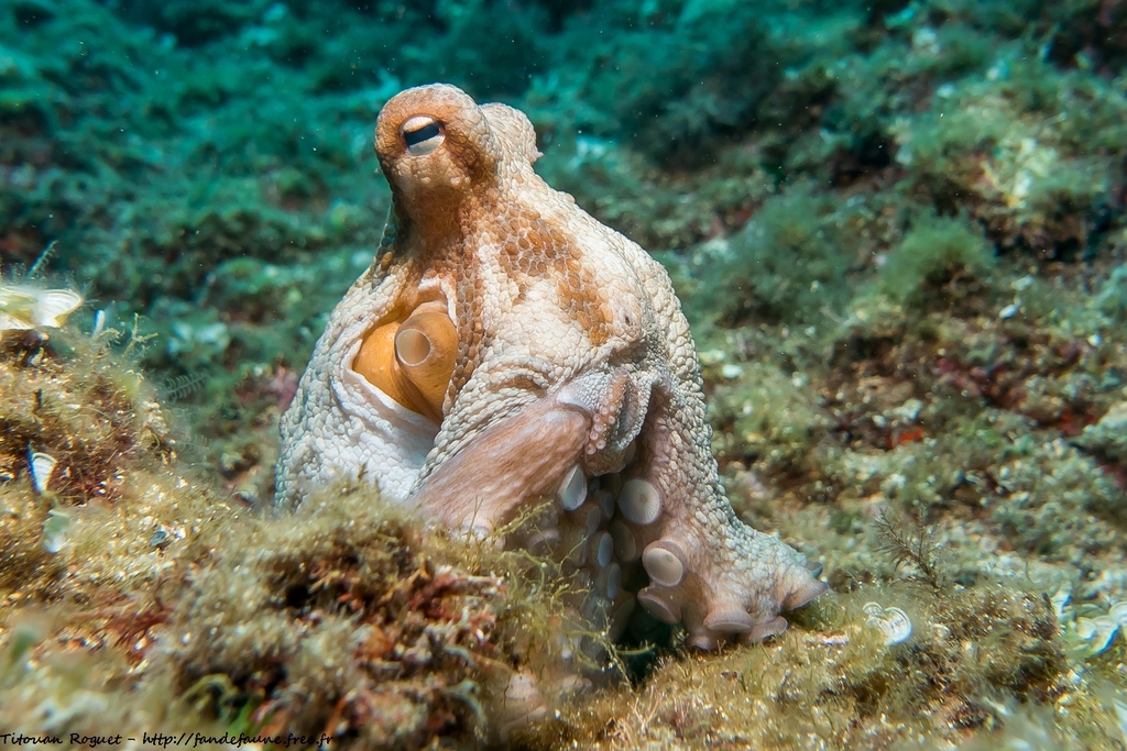 Common Octopus