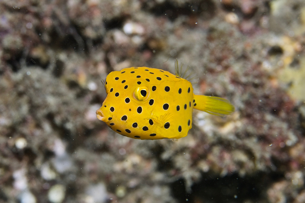 Yellow Boxfish