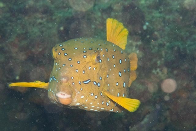 Yellow Boxfish