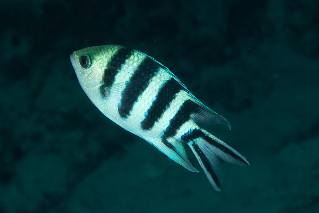 Scissortail Sergeant