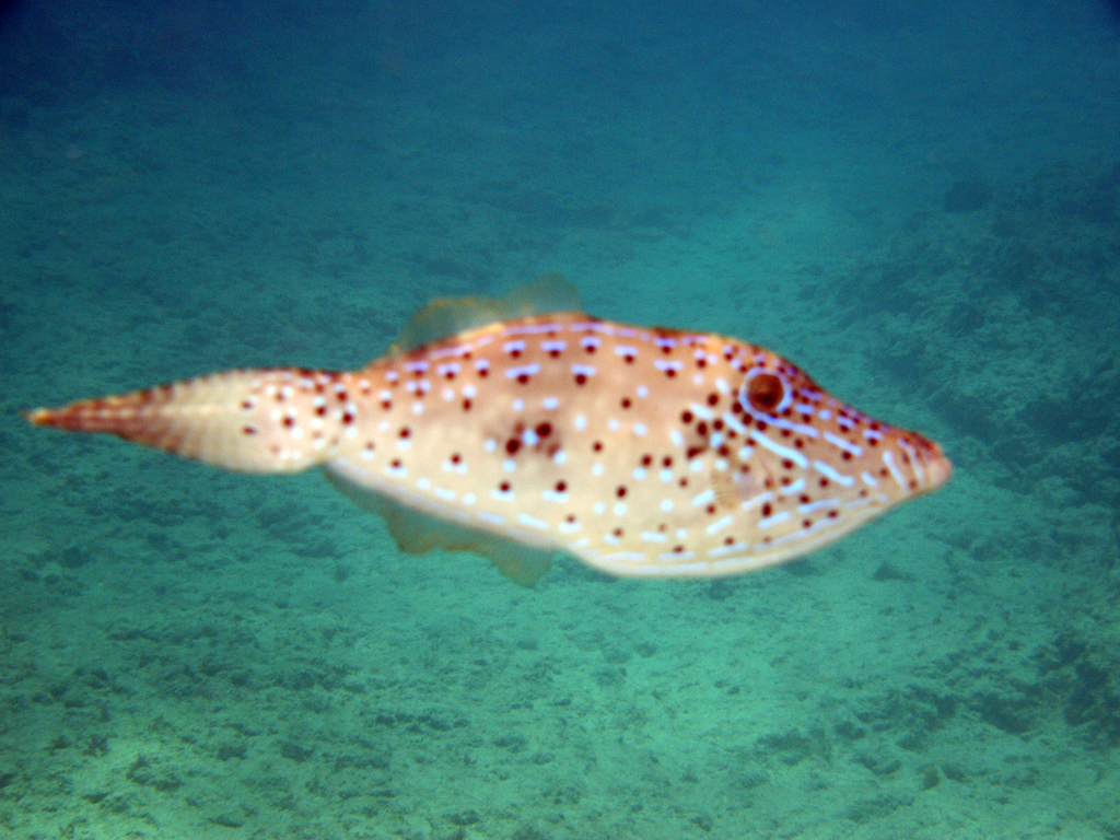 Scrawled Filefish