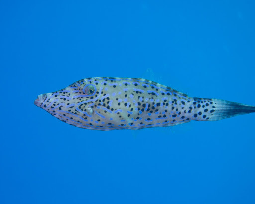 Scrawled Filefish