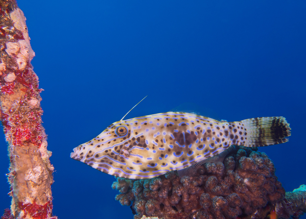 Scrawled Filefish