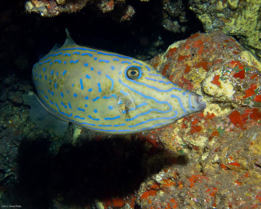 Scrawled Filefish