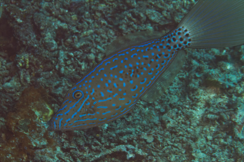 Scrawled Filefish