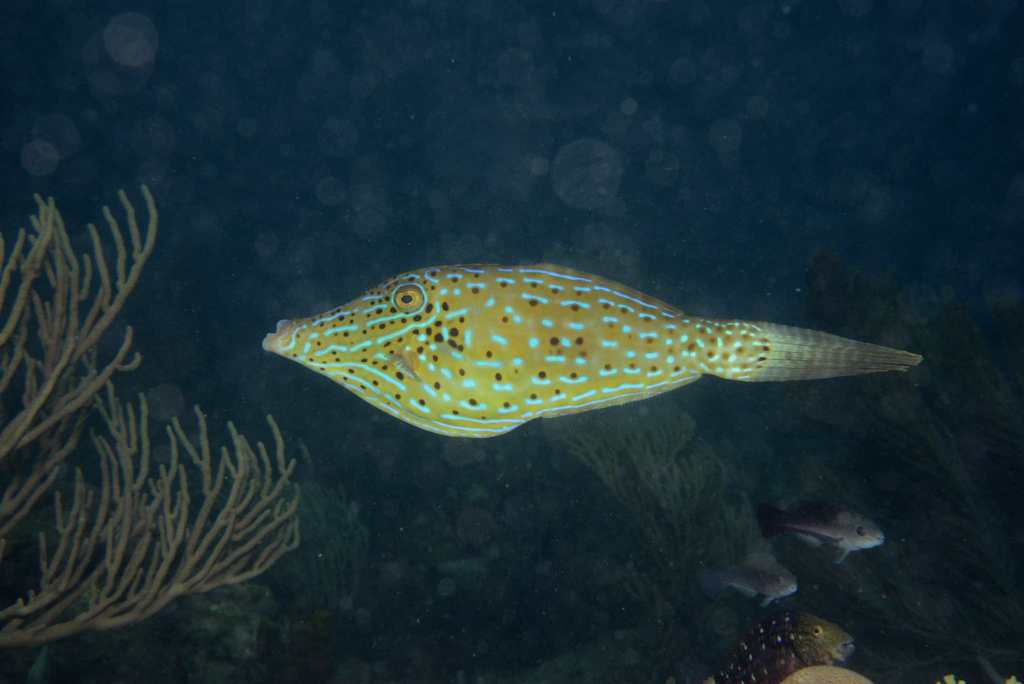 Scrawled Filefish