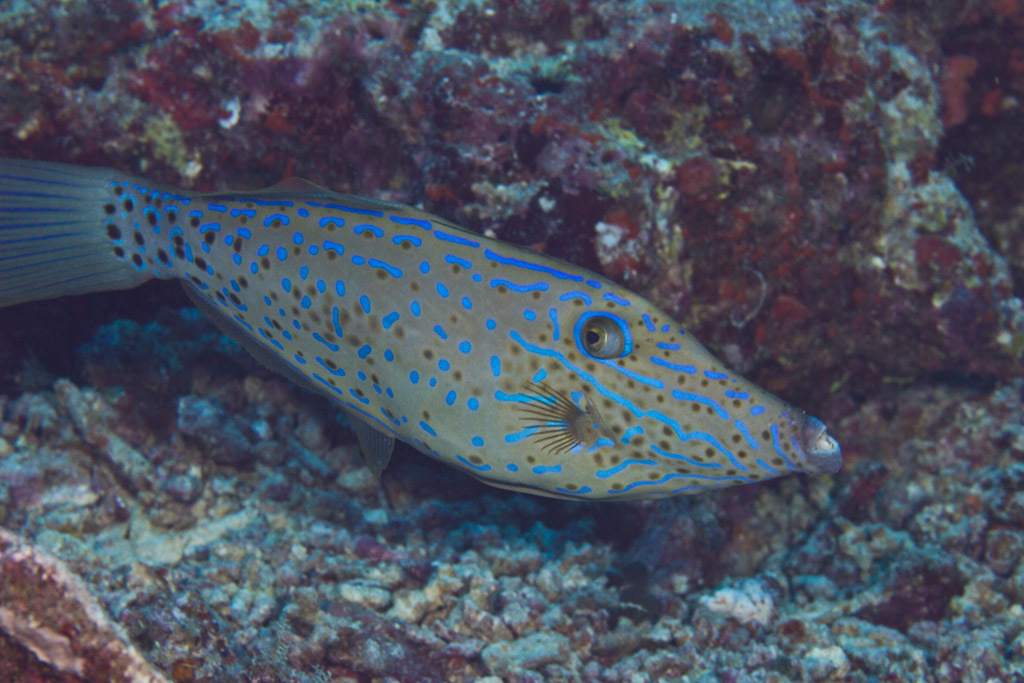 Scrawled Filefish