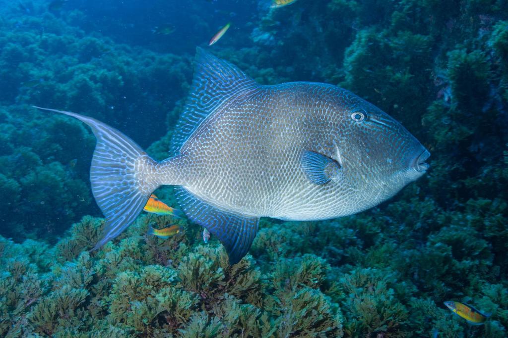 Grey Triggerfish