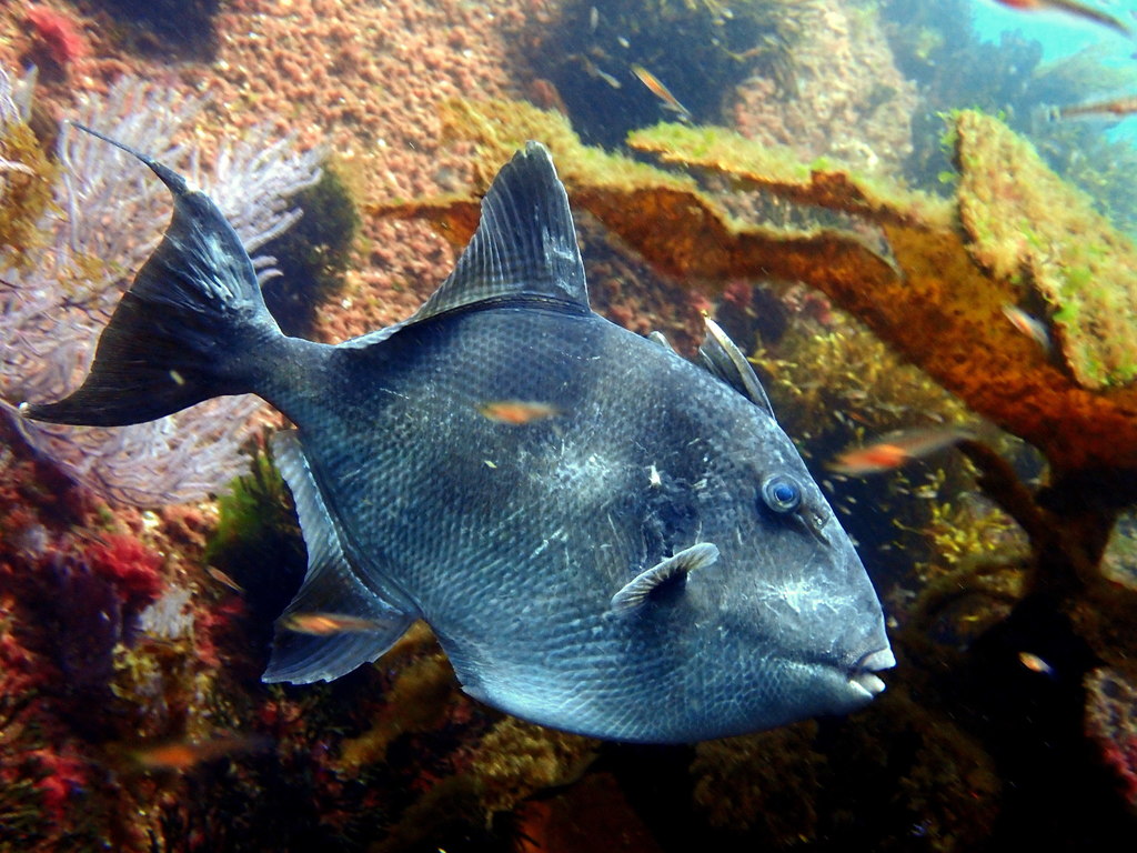Grey Triggerfish