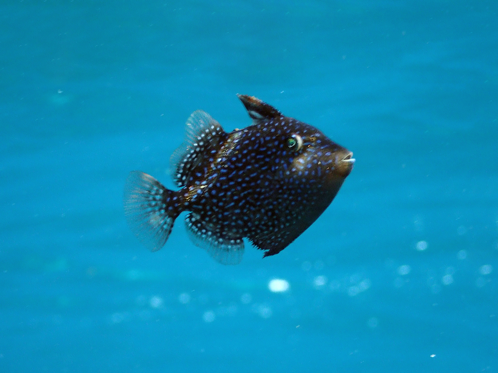 Grey Triggerfish