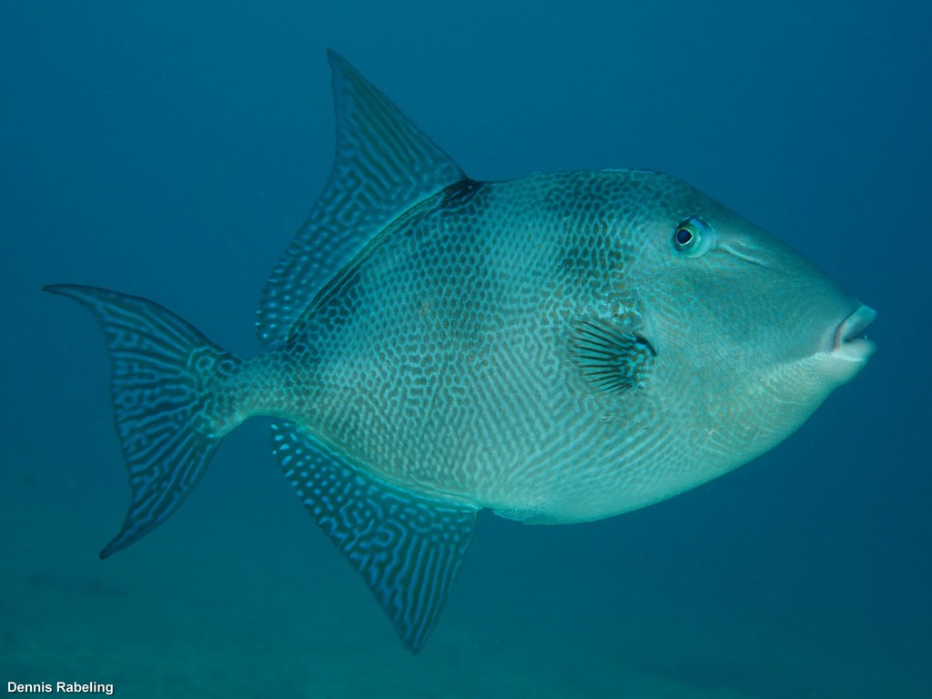 Grey Triggerfish