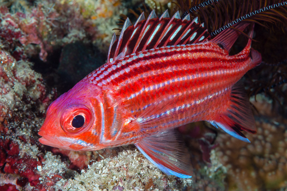 Threespot Squirrelfish