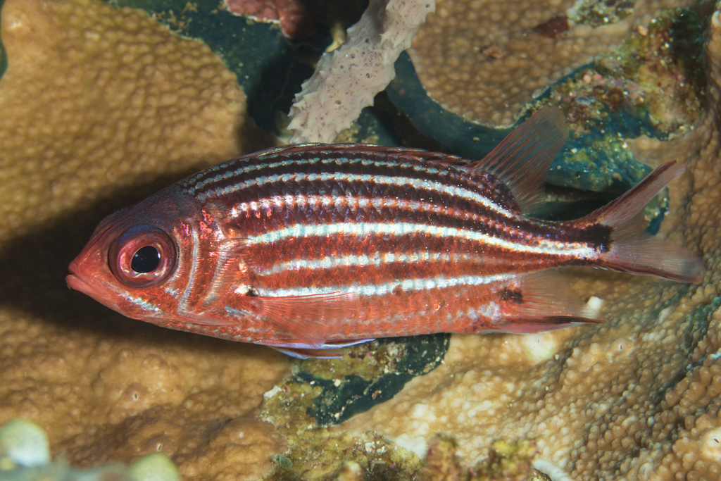 Threespot Squirrelfish