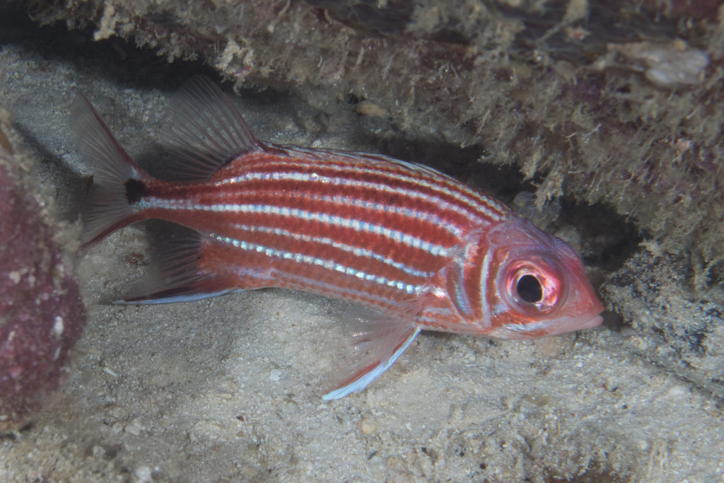 Threespot Squirrelfish