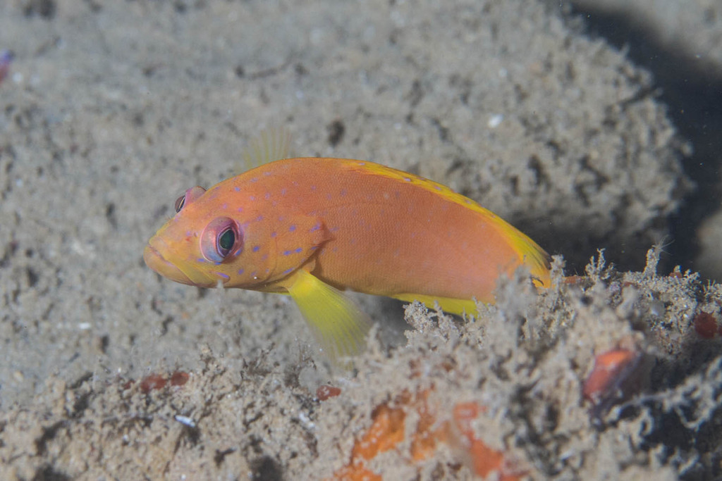 Coral Grouper