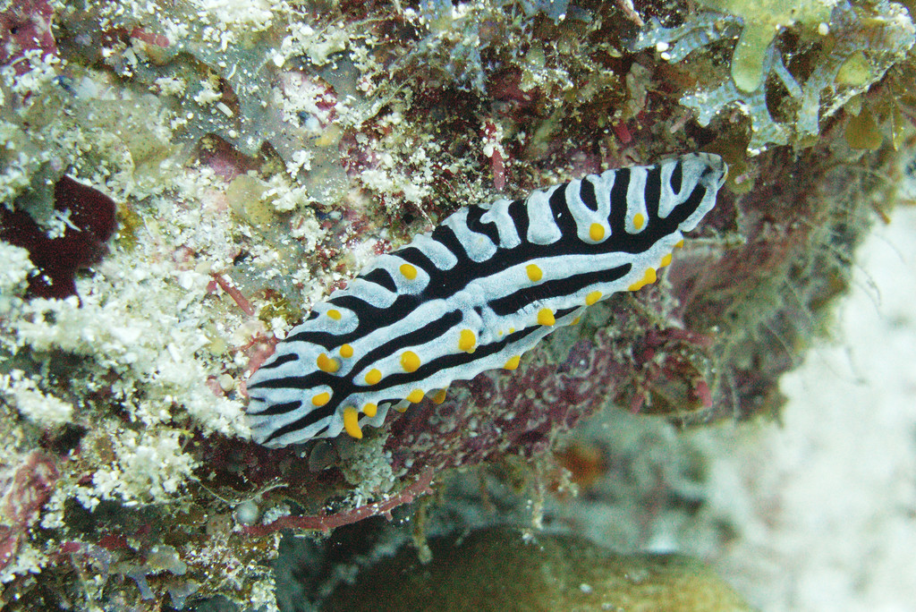 Varicose Wart Slug