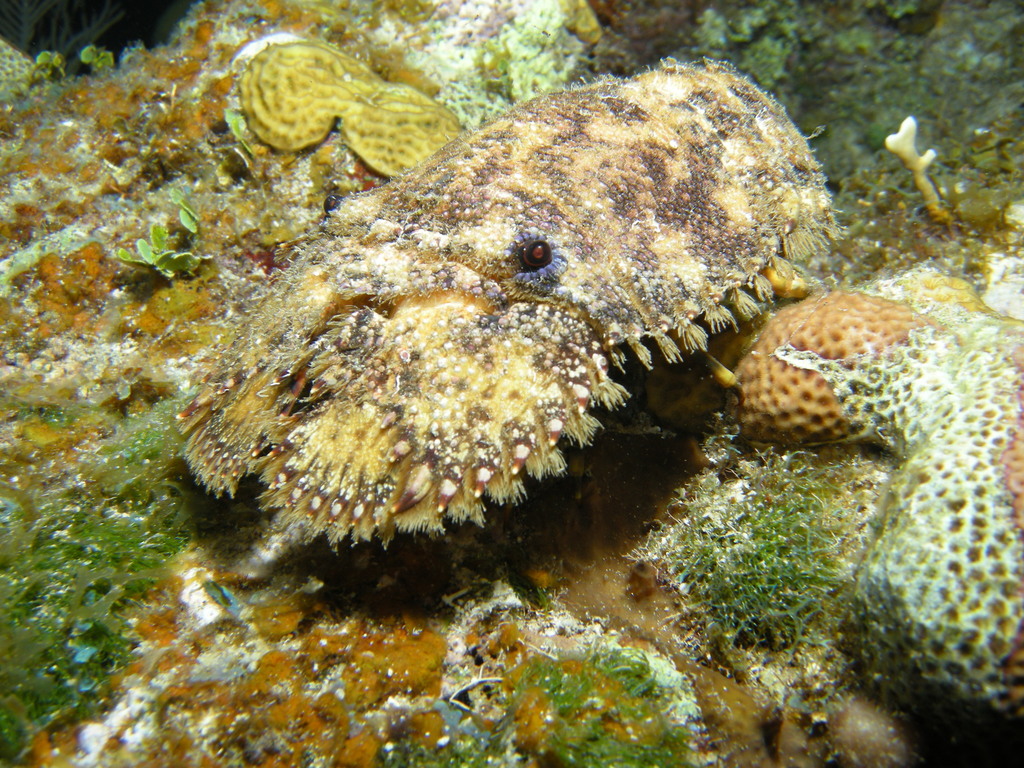 Sculptured Slipper Lobster