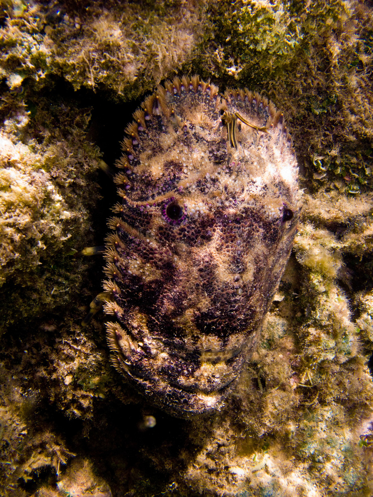 Sculptured Slipper Lobster