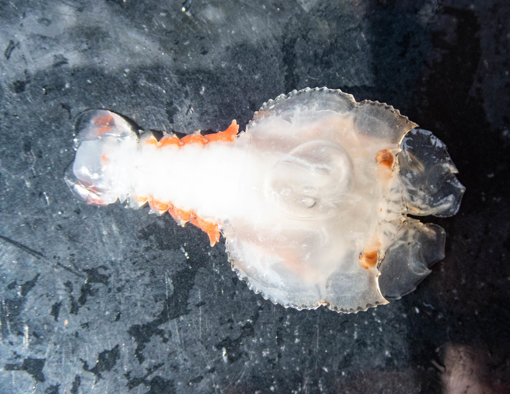 Sculptured Slipper Lobster