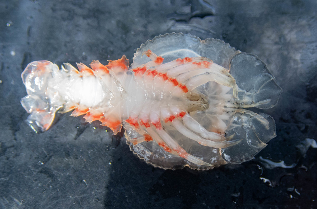 Sculptured Slipper Lobster