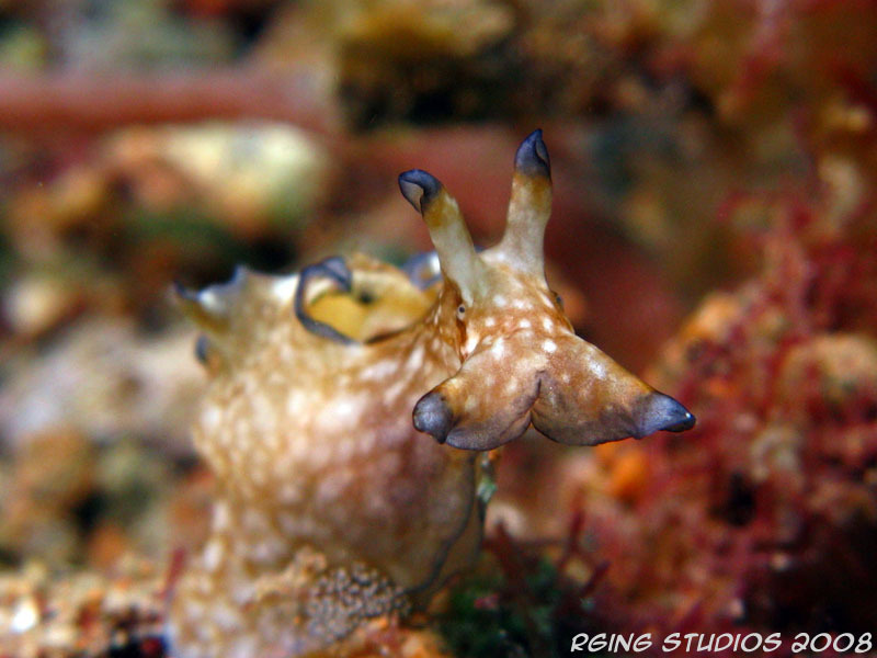 Pygmy Seahare