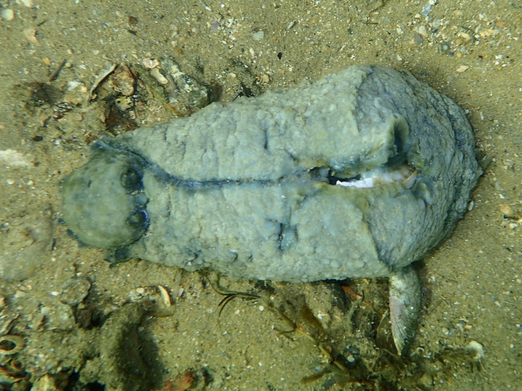 Blunt-end Seahare