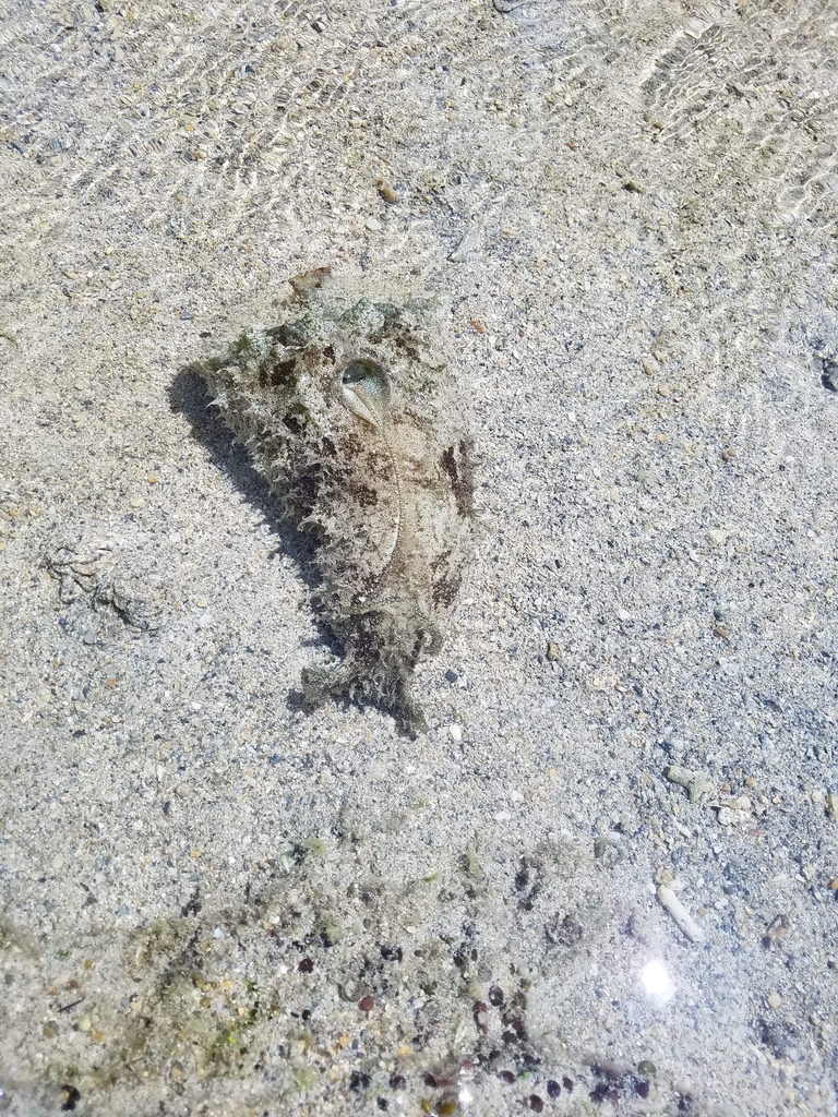 Blunt-end Seahare