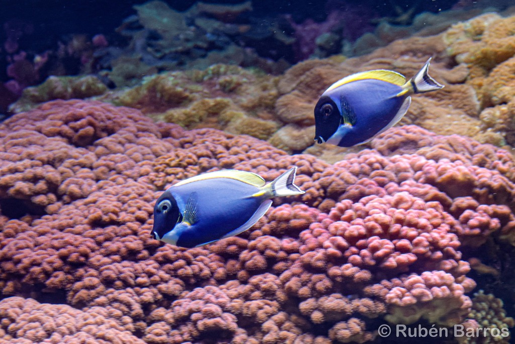 Chirurgien À Poitrine Blanche