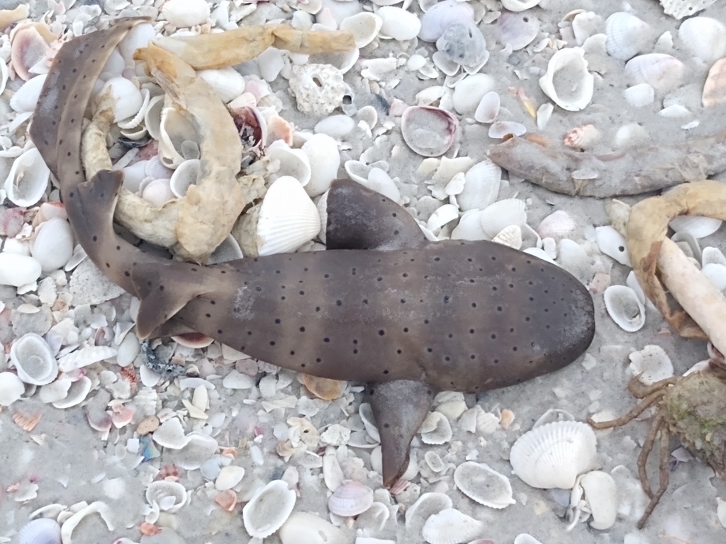 Nurse Shark