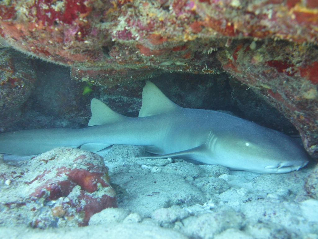 Nurse Shark