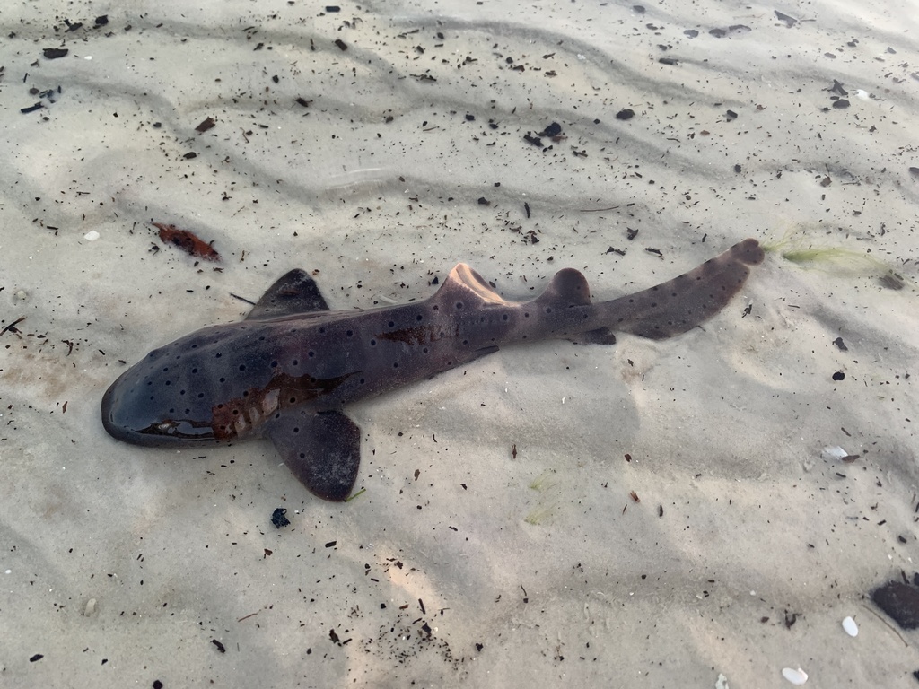 Nurse Shark