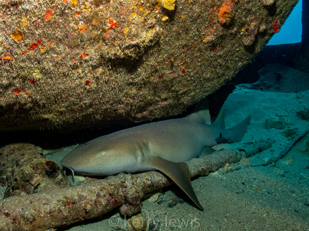 Nurse Shark