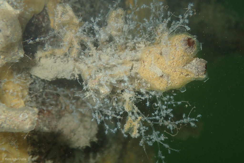 Spaghetti Bryozoan