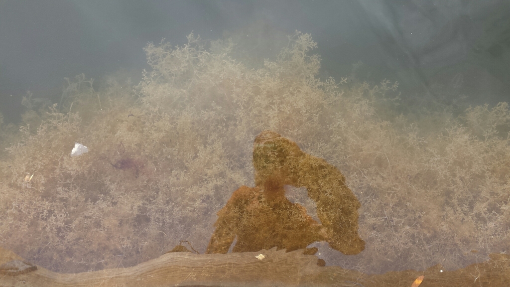 Spaghetti Bryozoan