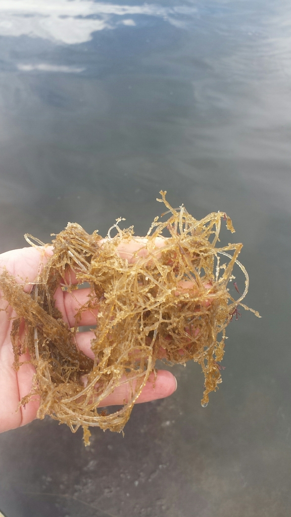 Spaghetti Bryozoan