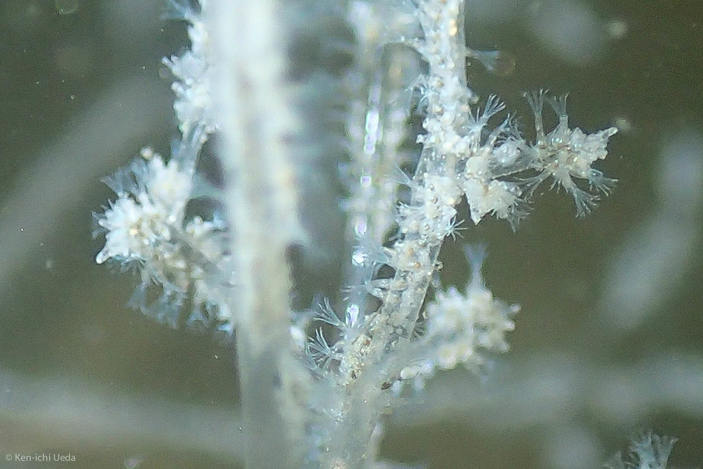 Spaghetti Bryozoan