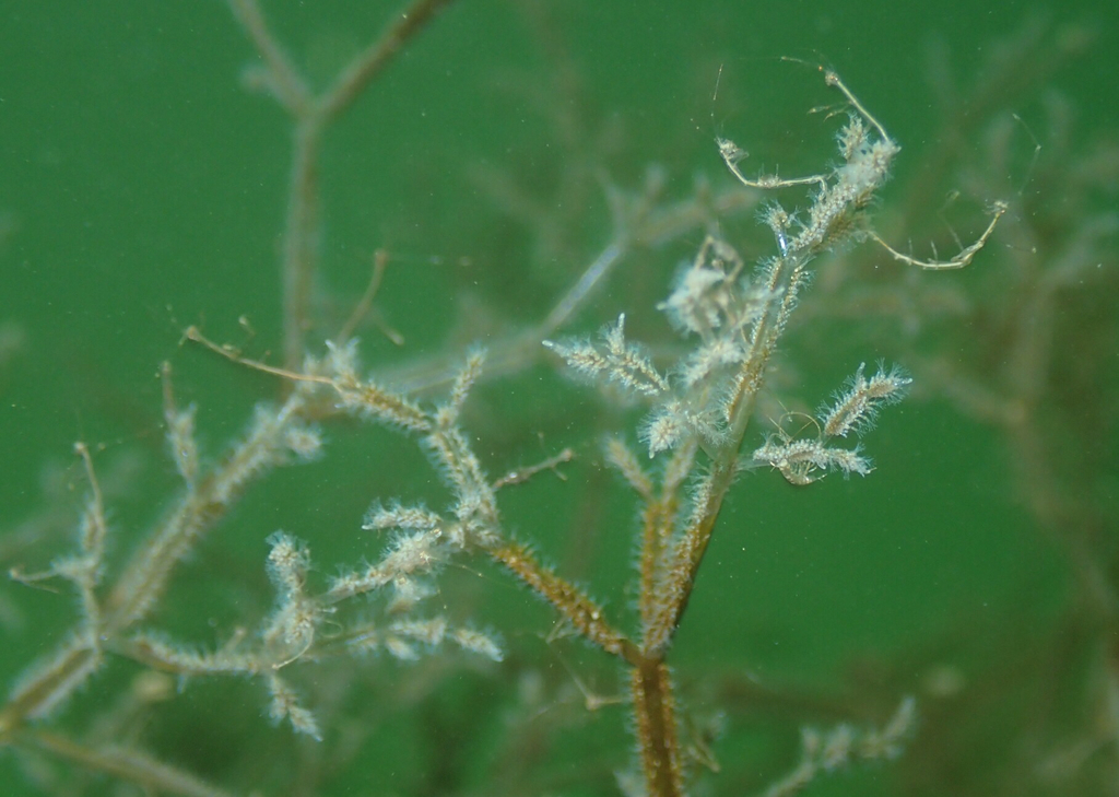 Spaghetti Bryozoan