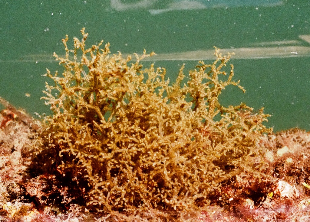Spaghetti Bryozoan