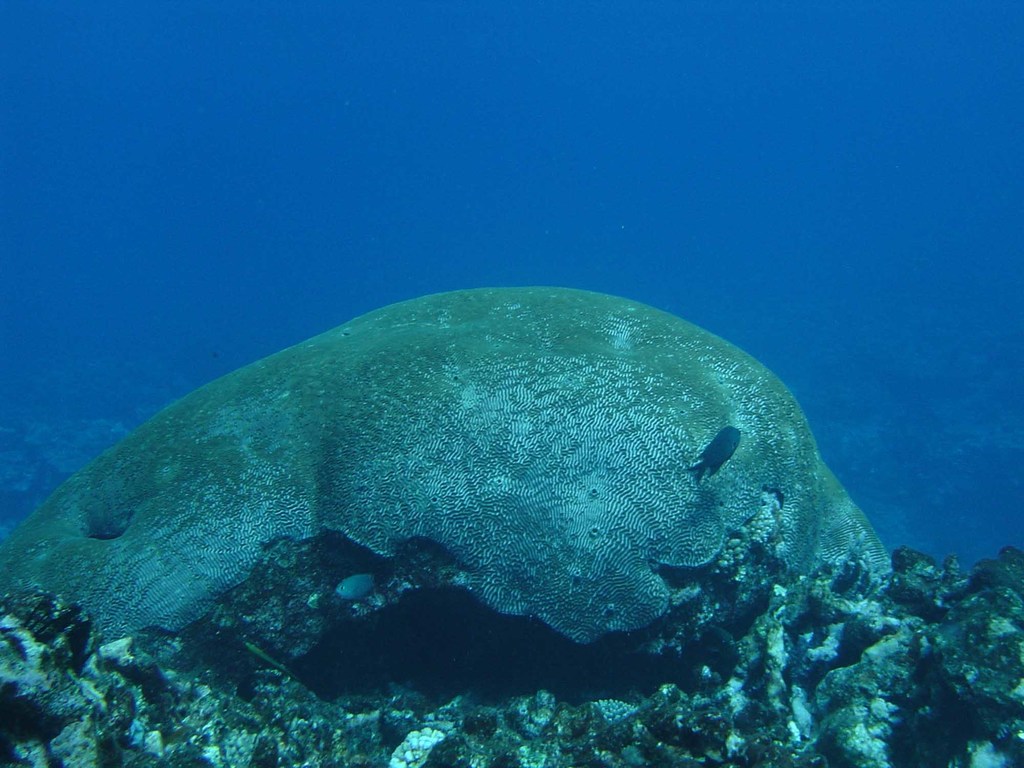 Lesser Valley Coral