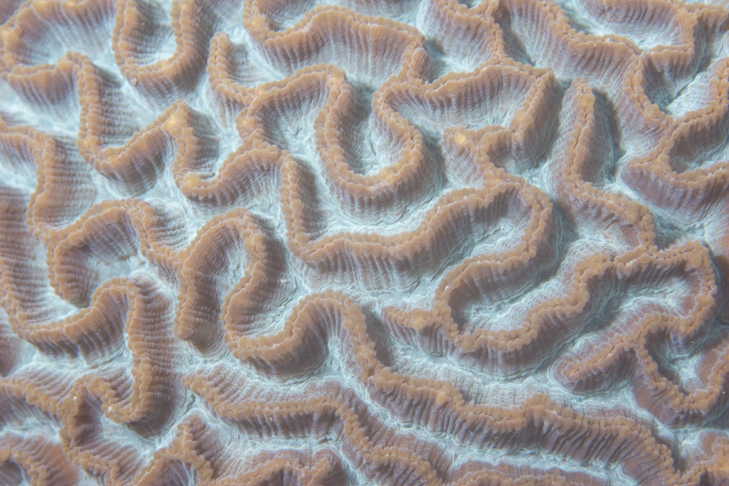 Lesser Valley Coral